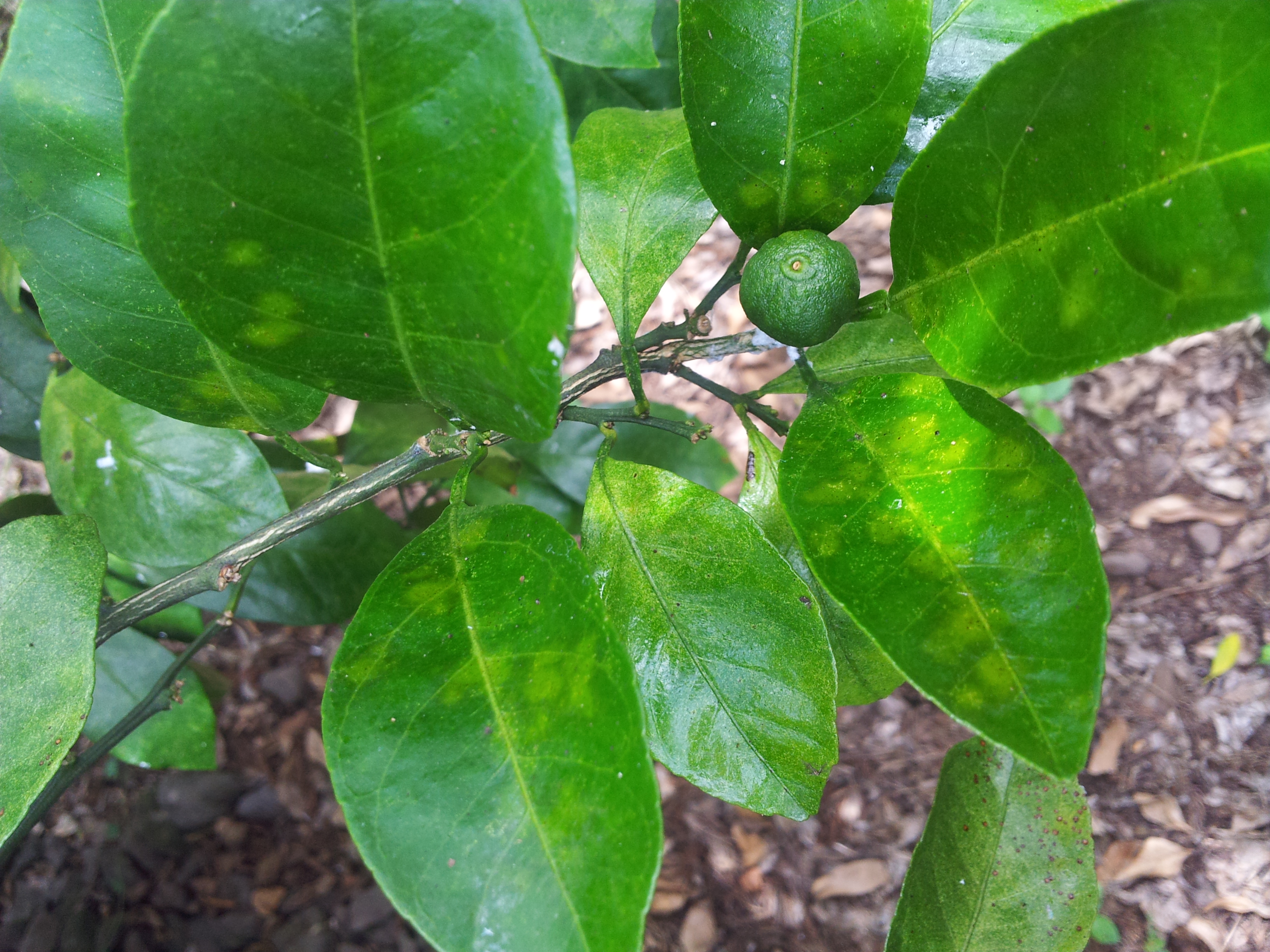 감귤 잎이 이상해서요